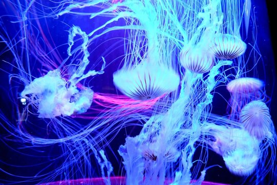 Glowing jellyfish swimming in deep blue aquarium tank