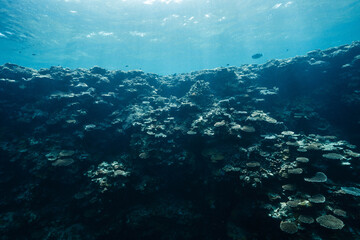 Beautiful underwater coral reef with clear turquoise water © Satoshi