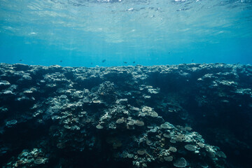 Tropical coral reef ecosystem beneath clear ocean water © Satoshi