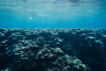 Scenic underwater landscape with coral reef and blue water © Satoshi