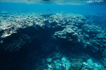 Blue underwater seascape with an expansive coral reef © Satoshi