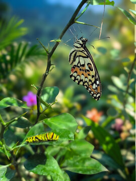 Beautiful lime butterfly Papilio demoleus perching upside down on plant branch near green caterpillar feeding on leaf concept of metamorphosis life cycle biological evolution and transformation in nat