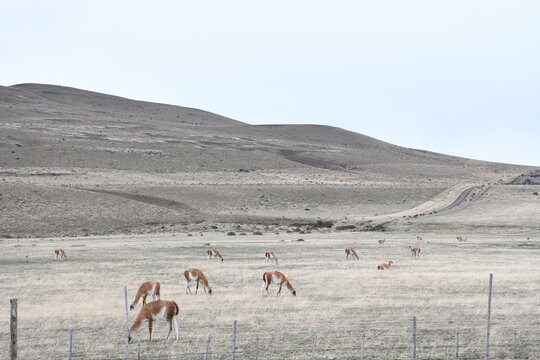 Guanacos en la inmensidad de la estepa y colinas de la Patagonia