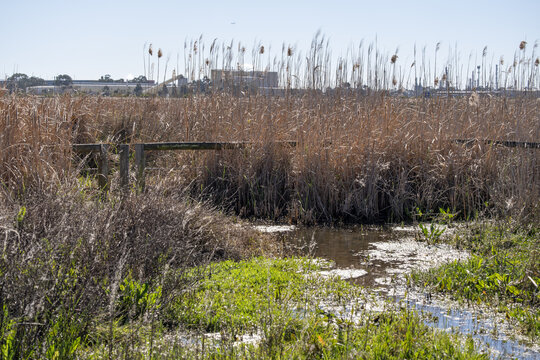 Wetland environment with tall phragmites reeds along Laverton Creek near industrial facilities in Altona Meadows, Melbourne, Victoria, Australia.