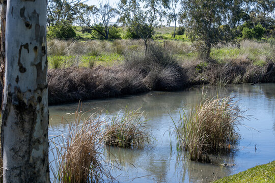 Natural waterway view of Laverton Creek with native eucalyptus trees, aquatic reeds, and grassy banks in Melbourne's western suburbs, Victoria, Australia. &nbsp;Wetland ecosystem, natural drainage