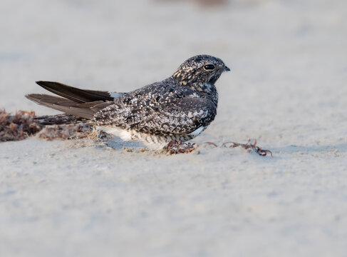 The common nighthawk (Chordeiles minor) on the sand, Galveston, Texas, USA