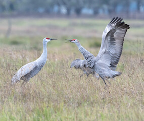 Fototapeta premium Sandhill Crane Parent and Young in Moment of Behavioral Conflict