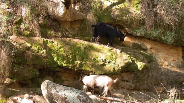 Mountain Goats Walking Across a Mossy Rock Ledge Cliff