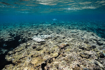 Expansive coral reef ecosystem beneath the tropical sea © Satoshi
