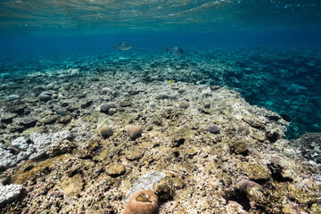Wide coral reef with tropical fish in clear blue ocean water © Satoshi