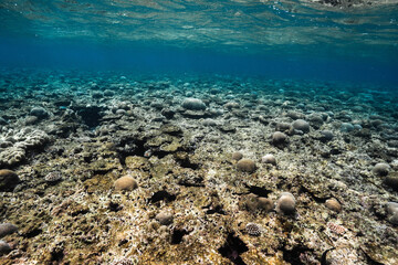 Tropical coral reef landscape beneath the shimmering ocean surface © Satoshi
