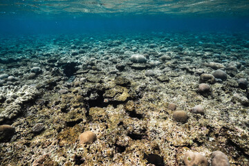 Underwater view of a coral reef and tropical fish © Satoshi