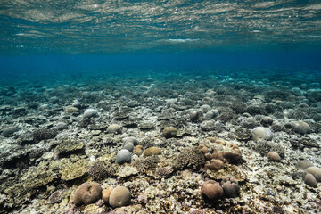 Natural coral reef habitat with tropical fish underwater © Satoshi