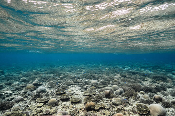 Underwater tropical seascape with coral reef and fish © Satoshi