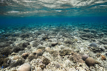 Blue tropical sea and coral reef viewed from underwater © Satoshi