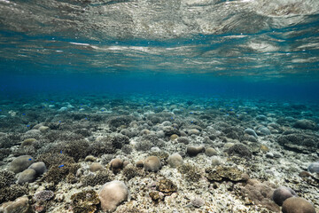 Coral reef ecosystem stretching beneath clear ocean water © Satoshi