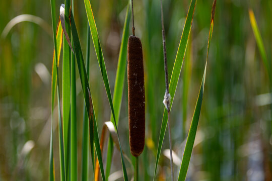 Brown cattail standing among vibrant green reeds in a sunny marshland habitat