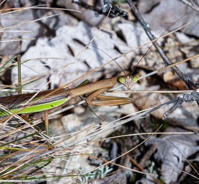 chinese praying mantis in ambush blending with grass blades