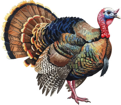 Turkey Water Color Illustration