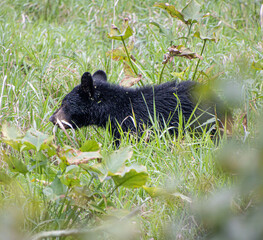 black bear cub with baby eyes in grass foraging closeup side © SurfyArt