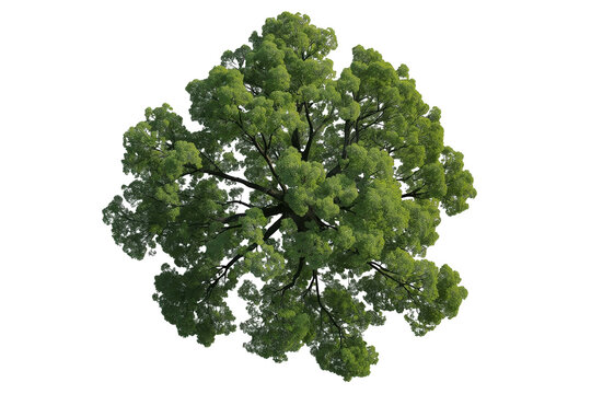 Large Green Tree Crown Top View