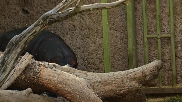 Hippopotamus hiding behind the logs