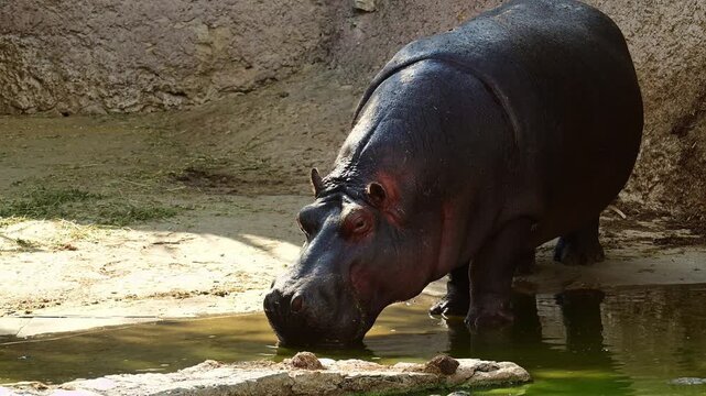 Hippopotamus standing out of the water.