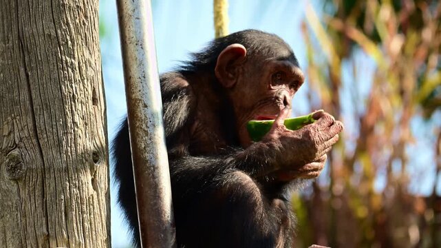 Young chimpanzee sitting and eating watermelon