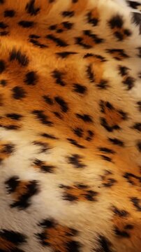 Close up video of detailed vibrant leopard fur highlighting unique spotted pattern