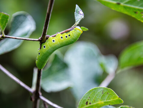 Snowberry clearwing moth caterpillar Hemaris diffinis green yellow on stick season