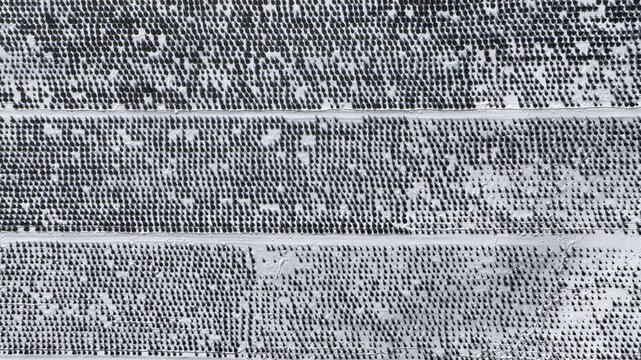 Aerial Top Down View of Snow Covered Christmas Tree Farm
