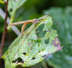 Fototapeta premium crane fly waiting out on perforated leaf for rain to pass