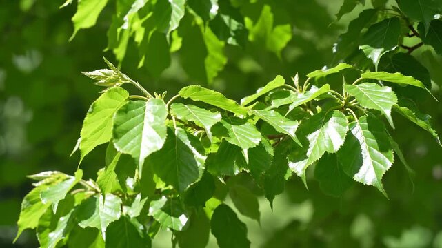 Gentle Breeze rustles green leaves in sunlight, showing nature's subtle movements and vibrant spring growth.