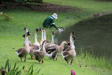 Gardener Feeding Geese by Pond: A gardener in uniform offers food to a flock of domestic geese gathered by the edge of a tranquil pond, surrounded by lush green grass and foliage. © Putt_Sanplee