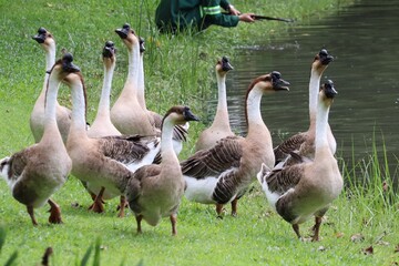A Flock of Geese by the Water: A group of domestic geese gathers on the grassy bank of a tranquil pond, their long necks outstretched as they survey their surroundings. © Putt_Sanplee