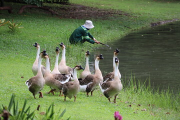 Geese Gather by the Water's Edge with a Gardener: A flock of geese congregates on the lush green grass next to a serene body of water, observed by a person in gardening attire. © Putt_Sanplee
