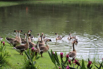 Flock of Geese by the Lake: A picturesque scene of a large flock of domestic geese congregating by the tranquil lake, some on the grassy shore and others swimming in the water. © Putt_Sanplee