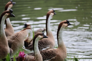 A Flock of Geese by the Water: A group of brown and white geese stand alertly by the edge of a calm body of water, their long necks poised, observing their surroundings in a peaceful natural setting. © Putt_Sanplee