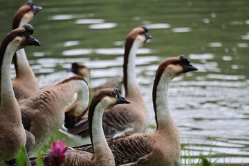 Group of Swan Geese by the Water: A flock of graceful swan geese stand together near a body of water, their distinctive markings and alert expressions capturing attention. © Putt_Sanplee
