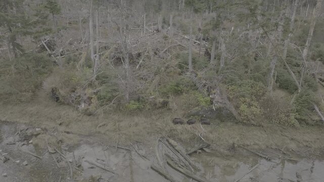 Aerial view of a clearcut logging scar in temperate rainforest showing deforestation &mdash; slow pass over the cut block
