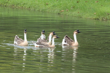 A Flock of Geese Swims in Calm Water: A group of geese are swimming in calm, reflective water with green grass on the bank in the background, creating a serene natural scene. © Putt_Sanplee