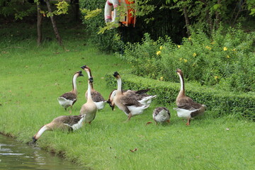 A Flock of Geese by the Water: Several domestic geese gather on a lush green lawn next to a body of water, some standing and preening, others reaching down towards the water. © Putt_Sanplee