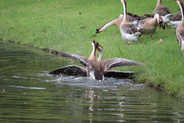Two Geese Fighting in Water: Two geese battle fiercely in the water, wings spread wide and beaks locked in combat, while other geese watch from the grassy bank. © Putt_Sanplee