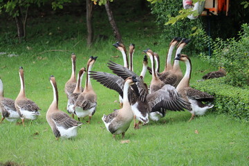 Flock of Geese on a Grassy Field: A group of domestic geese gathers on a vibrant green lawn, their necks extended and wings partially spread, creating a dynamic and natural scene. © Putt_Sanplee