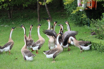Flock of Geese in a Grassy Area: A group of geese with brown and white plumage stand on a lush green lawn, some with wings outstretched, amidst trees and foliage in a serene outdoor setting. © Putt_Sanplee