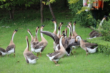 A Flock of Geese Gathered in a Lush Garden: A group of domestic geese with elegant long necks and distinctive markings are congregated on a vibrant green lawn, surrounded by the tranquility of nature. © Putt_Sanplee
