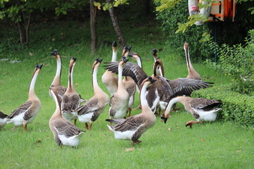 A Flock of Geese Gathering in a Grassy Field: A group of domestic geese with brown and white plumage huddle together on a vibrant green lawn, surrounded by lush foliage and trees. © Putt_Sanplee