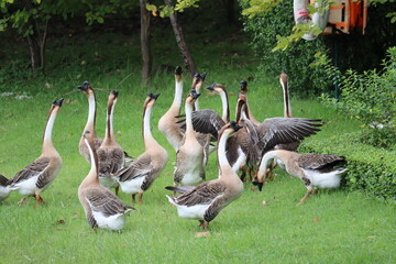 A Flock of Geese on a Grassy Field: A group of geese with distinctive plumage are gathered on a vibrant green grassy field, surrounded by lush foliage, appearing alert and curious. © Putt_Sanplee
