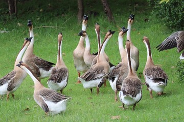 A Flock of Geese on a Grassy Knoll: A charming gathering of domestic geese stands on a vibrant green lawn, their long necks elegantly curved as they survey their surroundings. © Putt_Sanplee