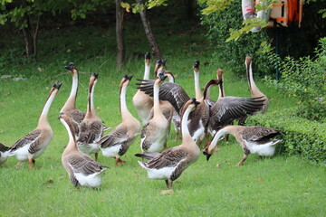 Flock of Geese in Green Field: A group of domestic geese stands on a lush green lawn, with their necks extended and heads held high, observing their surroundings in a charming rural scene. © Putt_Sanplee